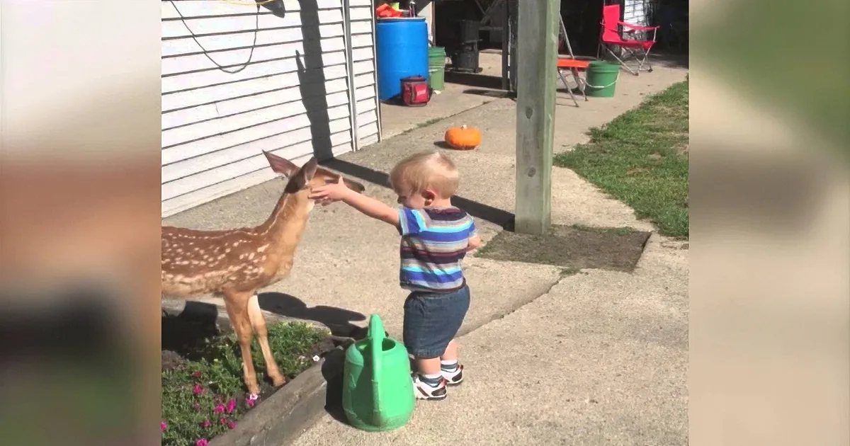 Fawn Approaches Toddler Boy in Driveway. I Was Not Ready for What Came Next.