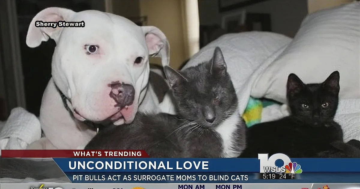 A pit bull and two blind cats cuddle together on a bed, showcasing unconditional love.