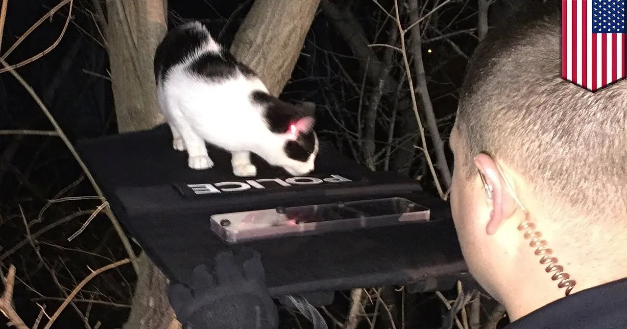 Cat Gets Stuck in Tree. I Loved How the Police Officers Managed to Get Him Down.