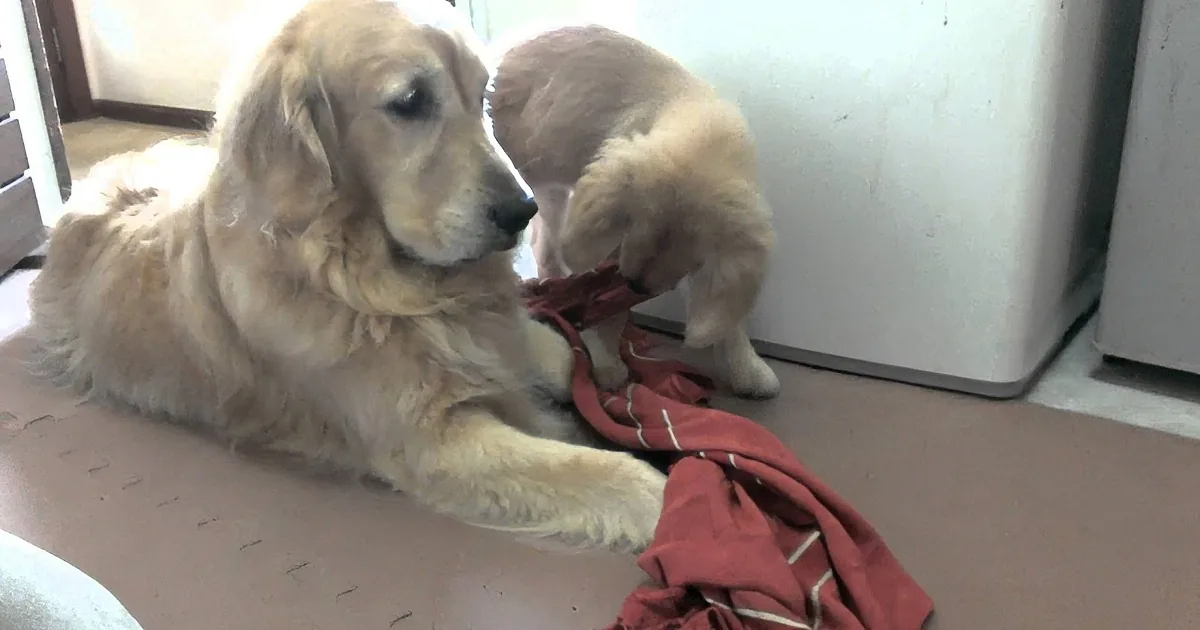 Golden Retriever Pup Finds Blanket in Room With Dad. What He Does Next to Daddy? Hilarious.