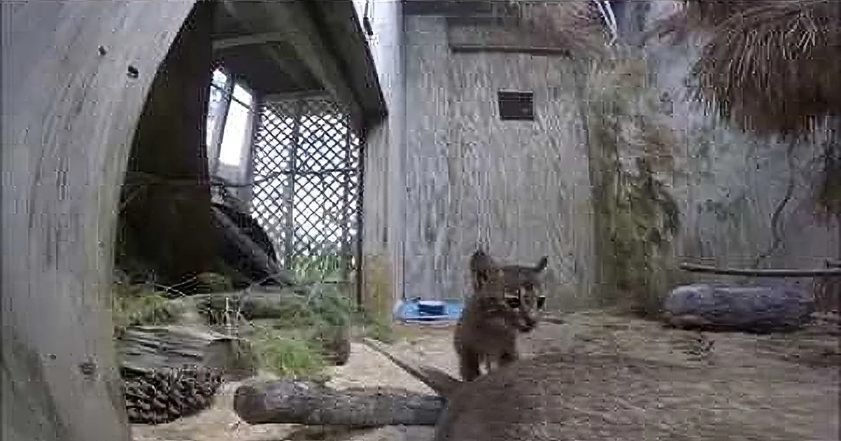 Rescued Baby Bobcat Gets a New Companion for Company. Their Play Together Is so Cute.
