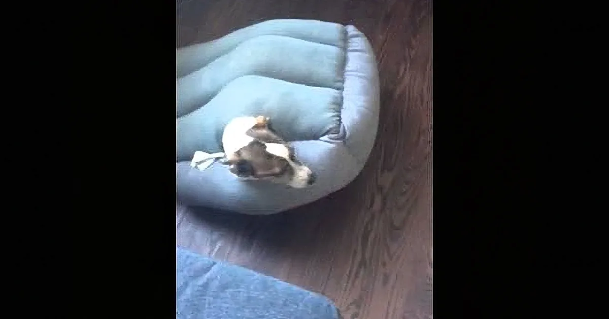 Dog Wakes up to Find Himself Stuck in Doggie Bed. It Gets Even Weirder Than That.