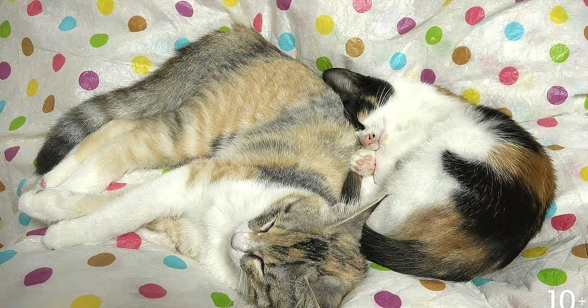 Two cats cuddling on a polka-dotted blanket, one with a white and black patch, the other with a striped pattern.