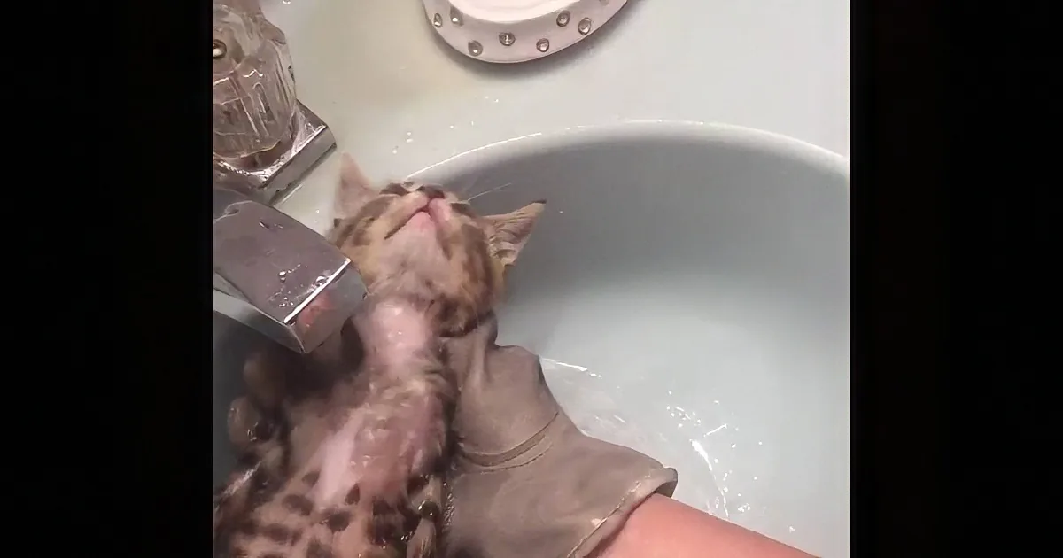 Young Feral Kitten Is Receiving His First Bath, Ever. I Melted at His Reaction to the Water.