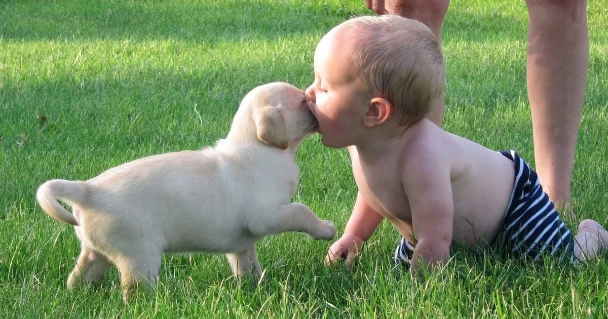 A baby in striped shorts kisses a light-colored puppy on a grassy lawn.