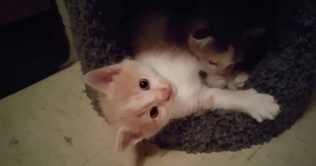 Mommy Cat Sits With Kittens Roaming Around. I Couldn''t Believe How Many There Were!