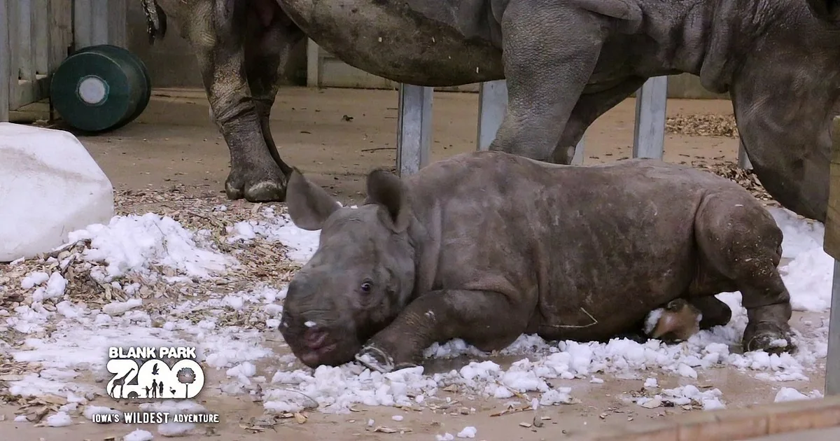 Baby Rhino and His Mommy Get to See Snow at Zoo! the Little Guy Is so Adorable While Playing!