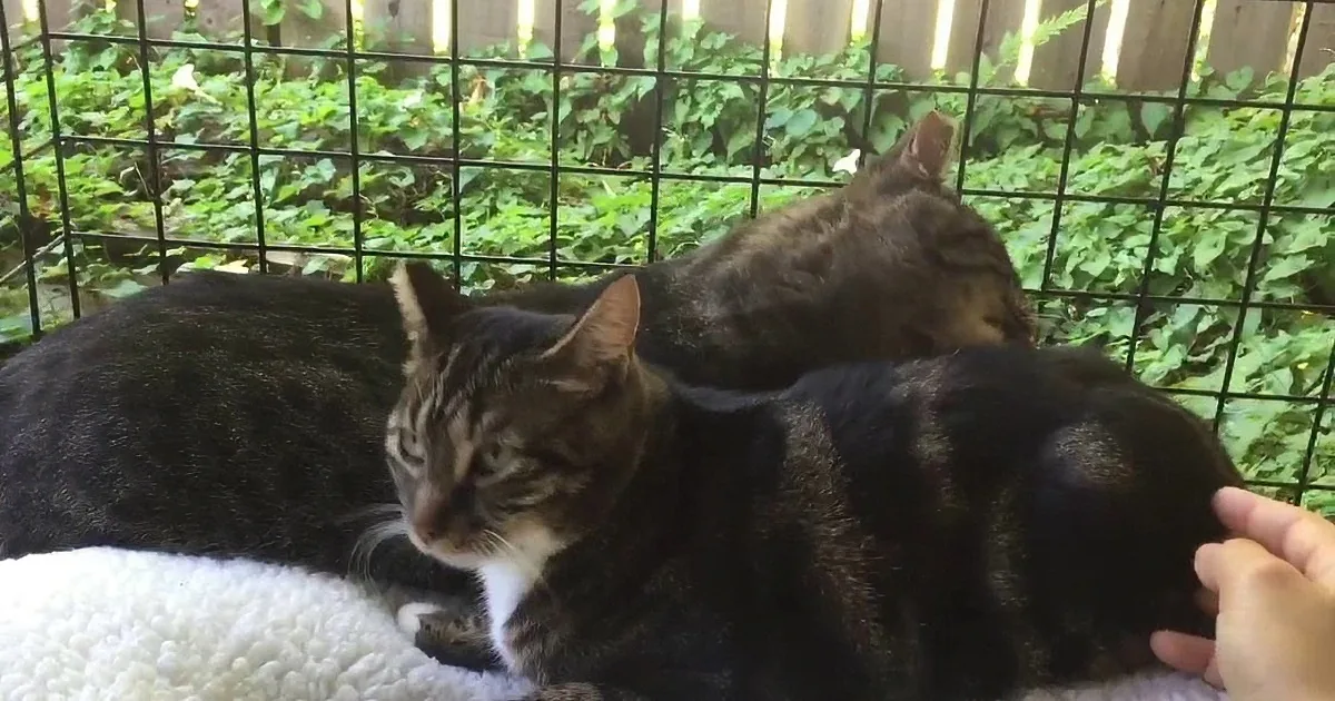 2 Feral Cats Reunited and Wouldn''t Let Go of Each Other, Here''s Their Story