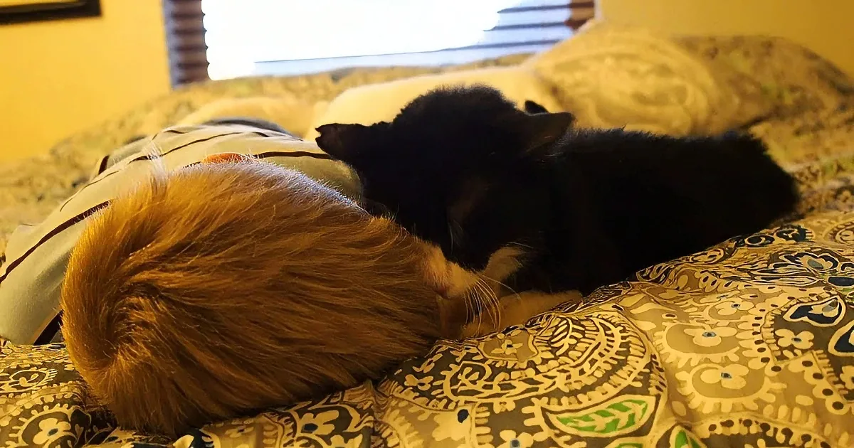 Cat Finds a New Home at 20. Two Years Later... He Still Has so Much Love to Give.