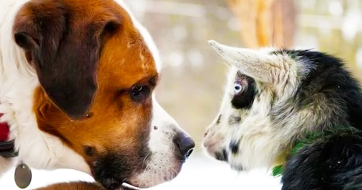 Baby Goat Runs up to Sleeping Dog. His Next Action Made Me Fall out of My Chair Laughing.