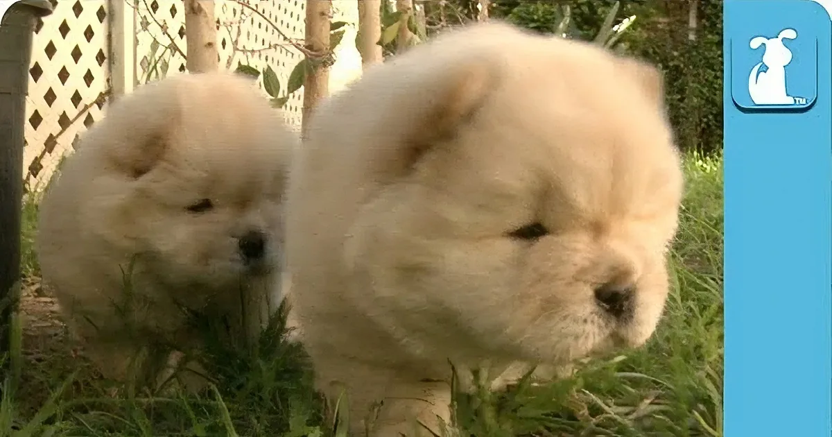 Two Chow Puppies Run Around in Backyard. It''s Impossible to Not Smile and Watch This.