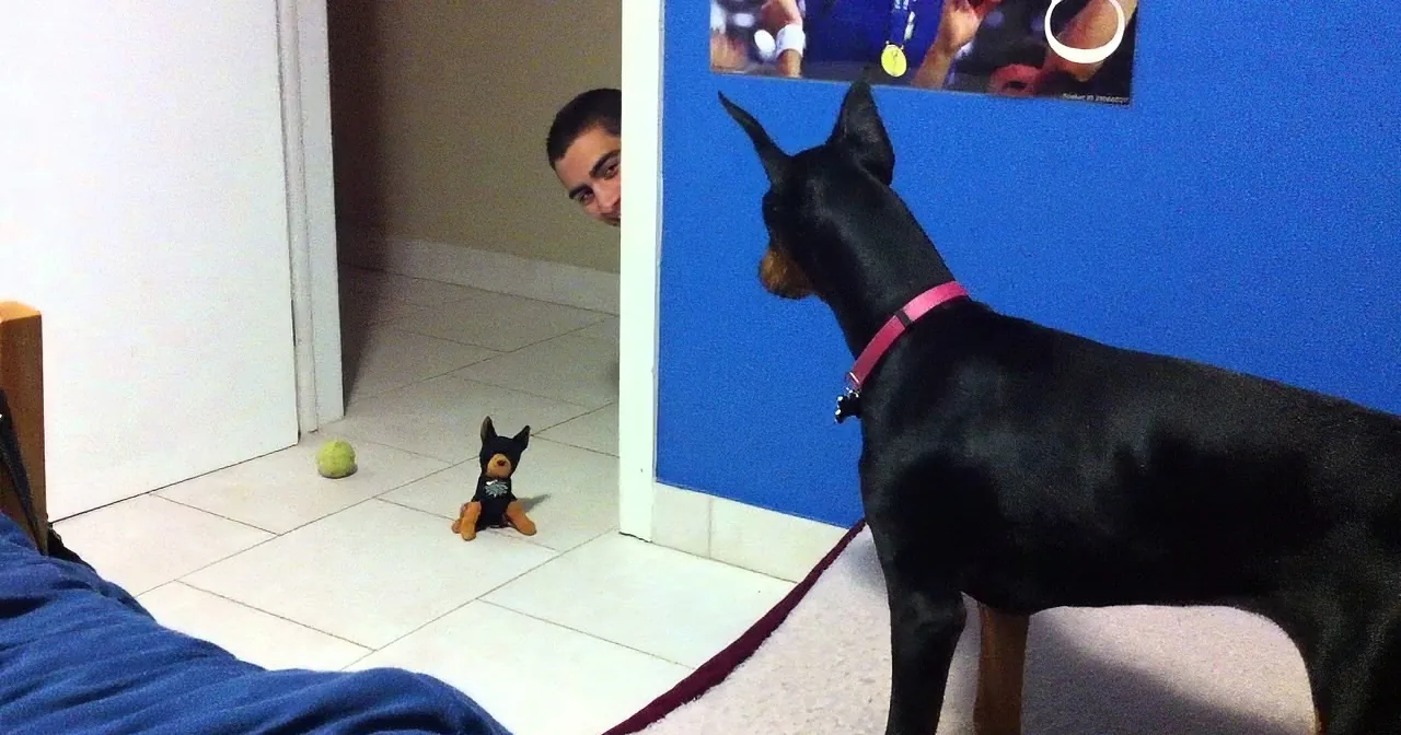 A Doberman pinscher wearing a pink collar stands near a doorway, looking at a person peeking through the door.