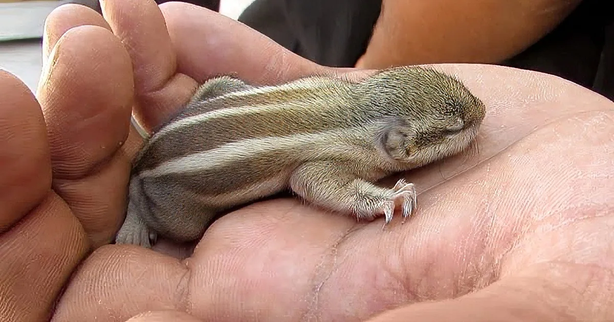 Baby Chipmunk Falls out of Nest. I Was so Impressed at What Rescuers Did to Get Him Back.