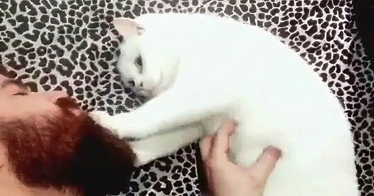 Cat Lays Next to Daddy''s Head. I Couldn''t Believe What He Did to His Face Next.