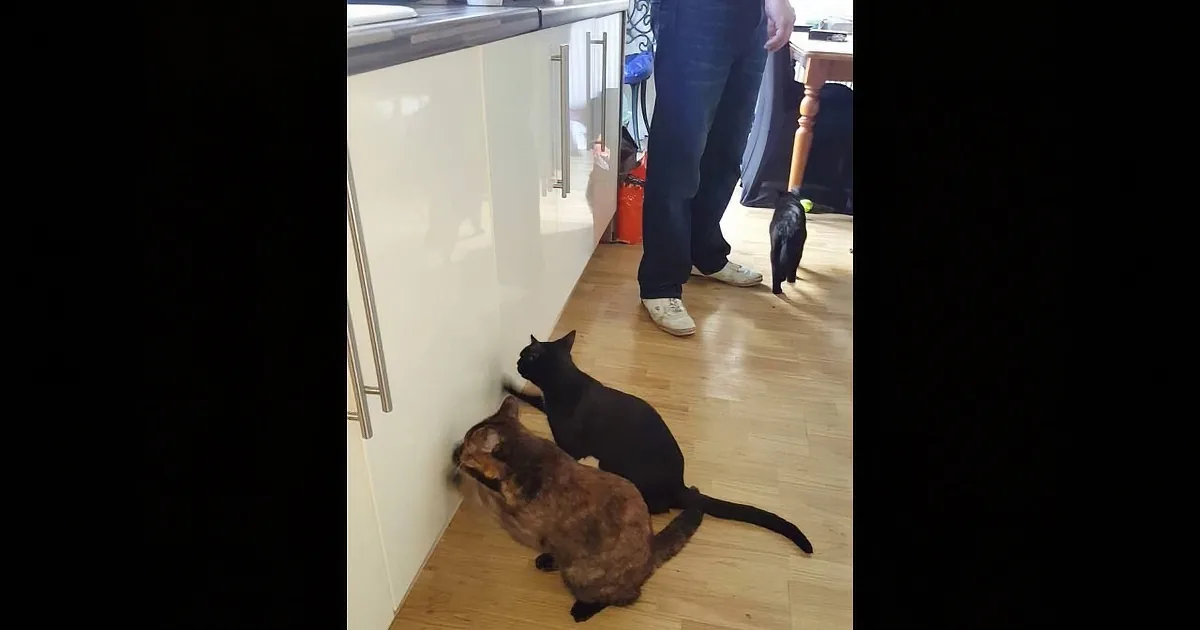 Two Cats Are Hungry for Dinner. Their Way of Telling Their Mommy This? Genius.