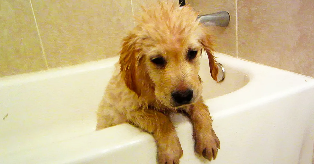Golden Retriever Puppy Gets Dirty. What He Does During Bath Had Me Cracking Up.