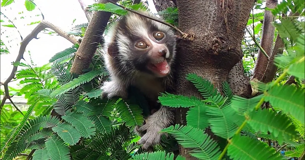 Slow Loris Rescued From Being Illegally Sold. I Was Smitten the Second I Saw Him.