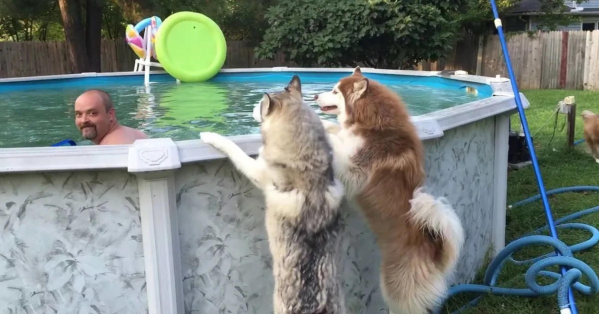 Daddy Cleaning Outdoor Pool for Summer. One of His Dogs Then Did Something to Crack Me Up.