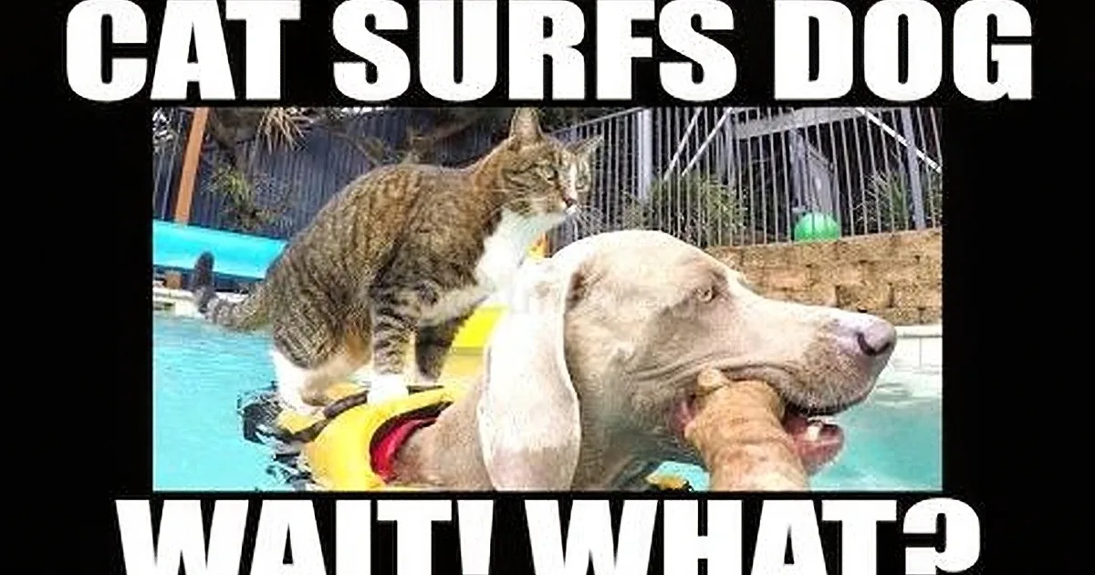 A cat is surfing on a dog's back in a pool, with a surprised dog looking on.