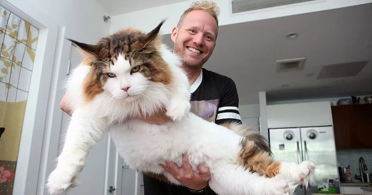A man holds a large, fluffy, long-haired cat in a kitchen setting.