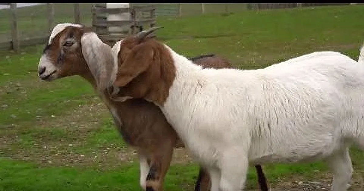 People Working at Sanctuary Want to Help Blind Goat. Their Solution? Amazing.