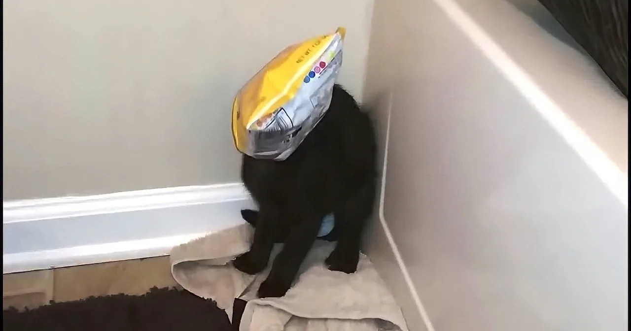 A black cat wearing a yellow and silver helmet is sitting on a towel in a corner.