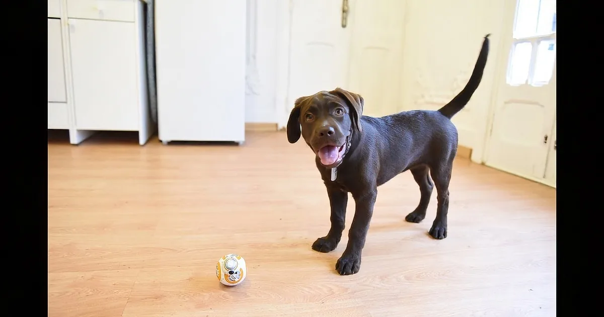 Lab Pup Gets up-and-Close Meeting With Star Wars Droid. It Was What She Was Looking For.