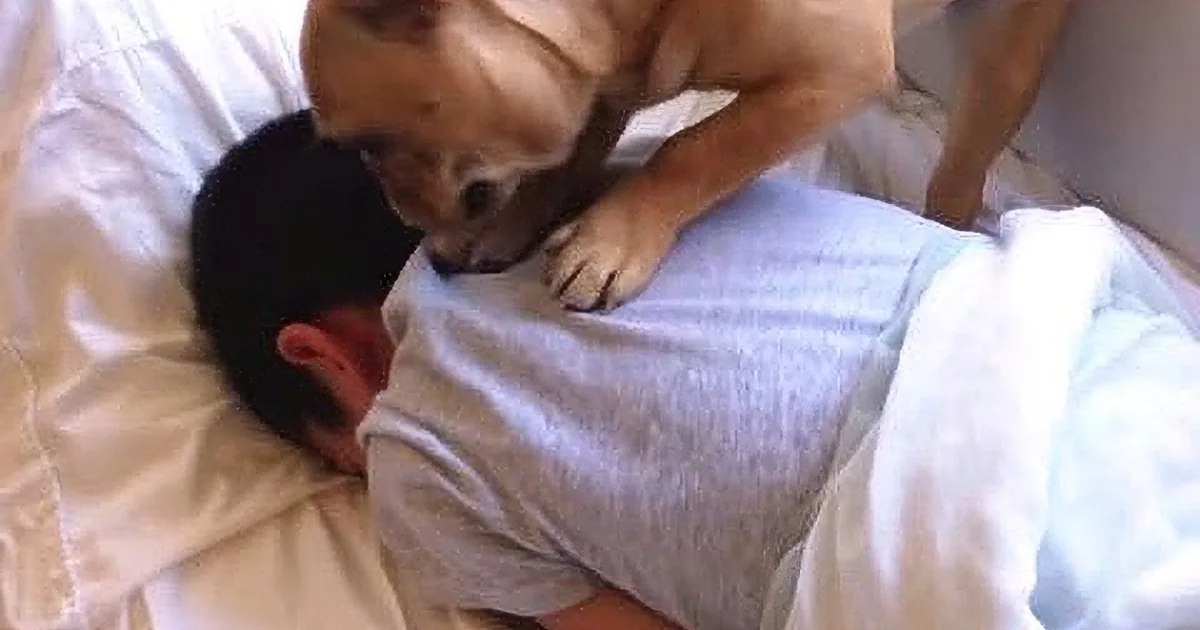 A chihuahua is playfully interacting with a person lying on a bed, with the dog's paw on the person's chest.