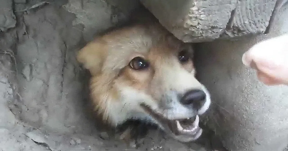 Cute Fox Gets Himself Stuck in Mommy''s Yard. the Solution Was so Simple!