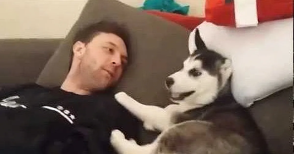Daddy and Siberian Husky Pup Have Mock Argument. the Way the Pup Ends It Is so Funny.