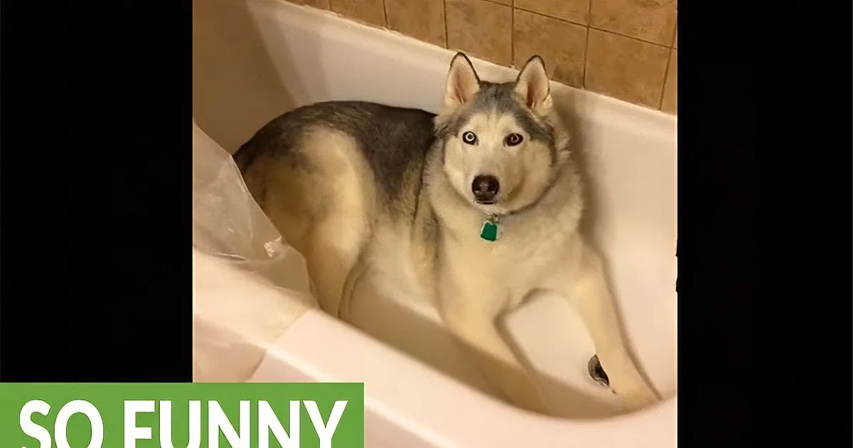 Siberian Husky Plants Himself in Mommy''s Bathtub. Her Ultimate Response Left Me Puzzled.