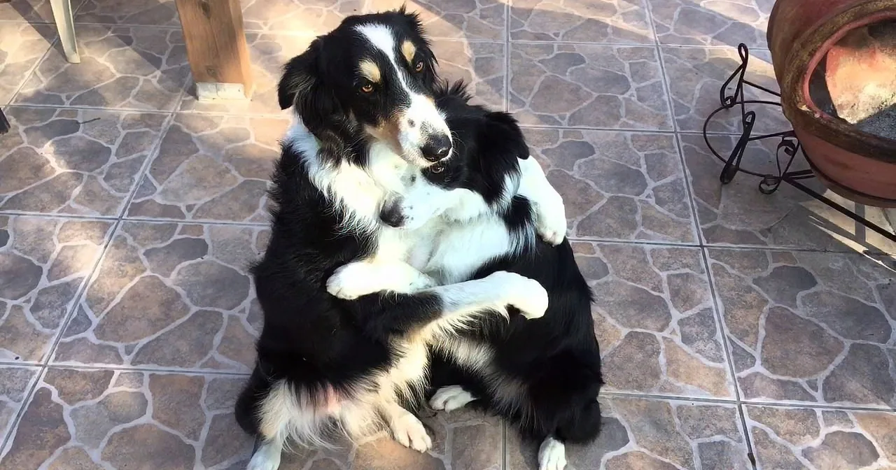 If Only Siblings Were Always as Loving as These Two Border Collies - That Is One Heck of a Hug