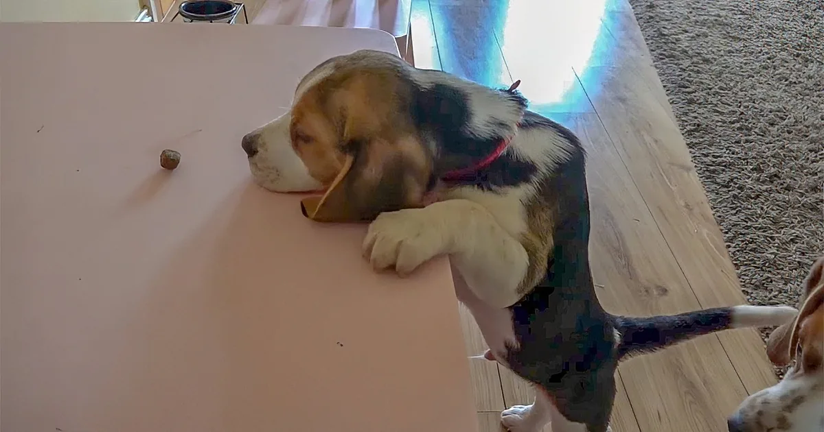 Beagle Puppy Wants to Get Treat on Table. the Following Sequence Made Me Happy and Sad.