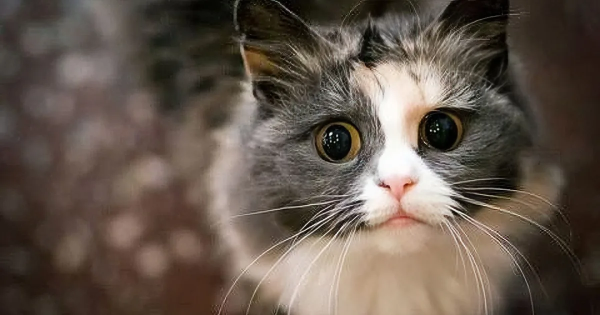 A close-up of a curious cat with striking yellow eyes peeking through a dark, textured surface.