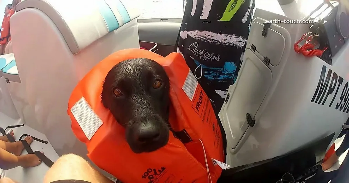 A seal wearing an orange life vest sits on a boat, looking directly at the camera.