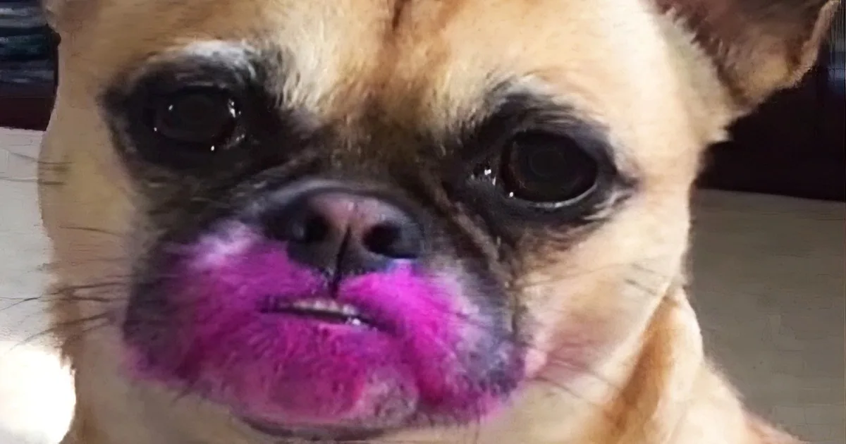A close-up of a dog with a pinkish-purple tint on its lips and nose.