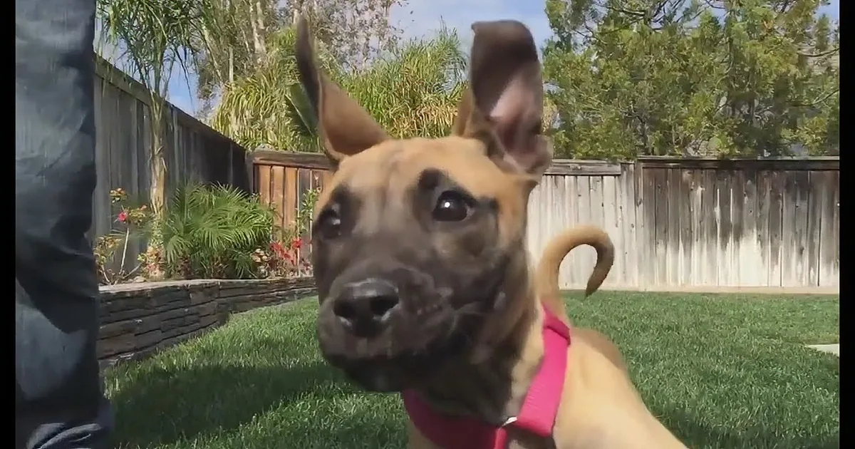 A dog wearing a pink collar sits on grass, looking directly at the camera with a wooden fence and trees in the background.