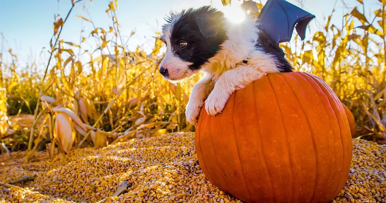 Costumed Pups Take Over Pumpkin Patch. the Great Pumpkin Would Eat His Heart.