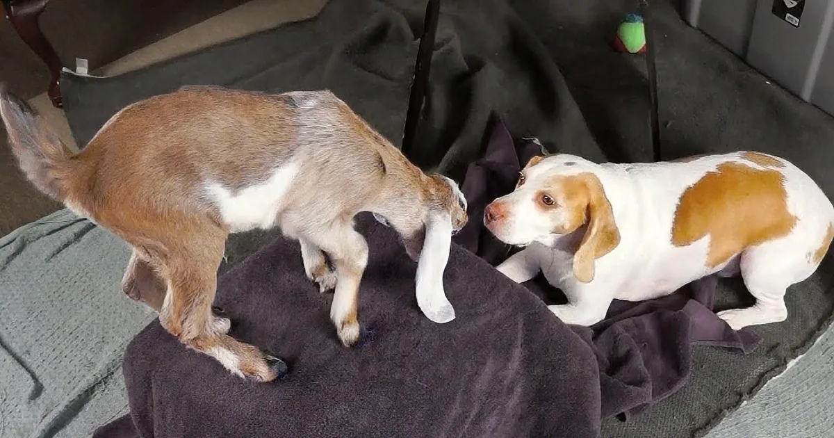 Clumsy Baby Goats Meet Adorable Lemon Beagle. the Results Are Pure Gold.