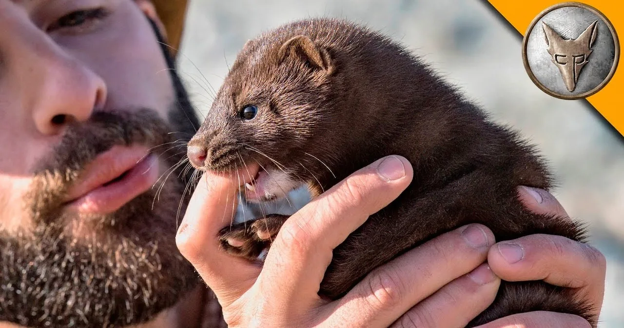 Adventurer Goes to Alaska to See Mink up Close. I Was Smitten When It Appeared.