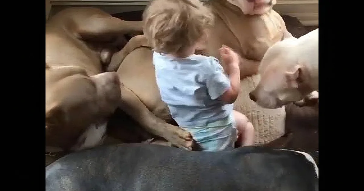 A baby in a white shirt and diaper is surrounded by large dogs, seemingly interacting with them.
