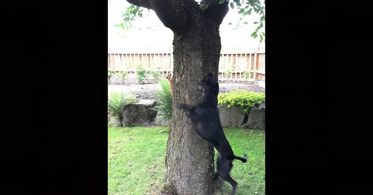 Doggie Sees Squirrel in Tree. My Jaw Dropped How the Squirrel Avoided Getting Caught.
