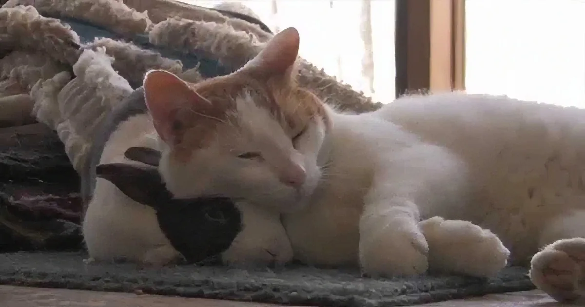 A Cat Sleeps in a Living Room. I Couldn''t Believe Who the Feline Was Resting With.