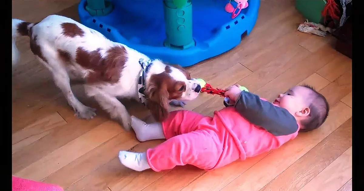 A baby in pink plays with a dog on a wooden floor, both holding a red string.