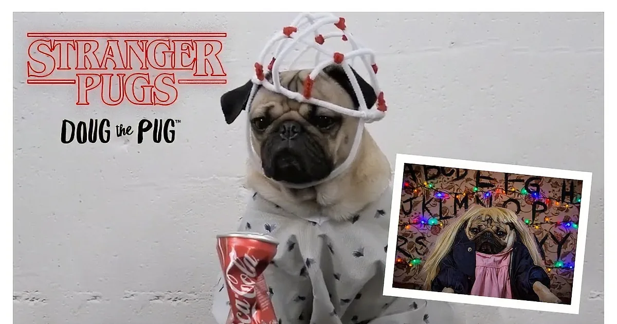 A pug wearing a white and red hockey helmet with red pom-poms on a white background.