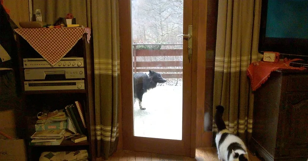 A black dog stands outside a door, while a black-and-white cat looks on from inside the room.