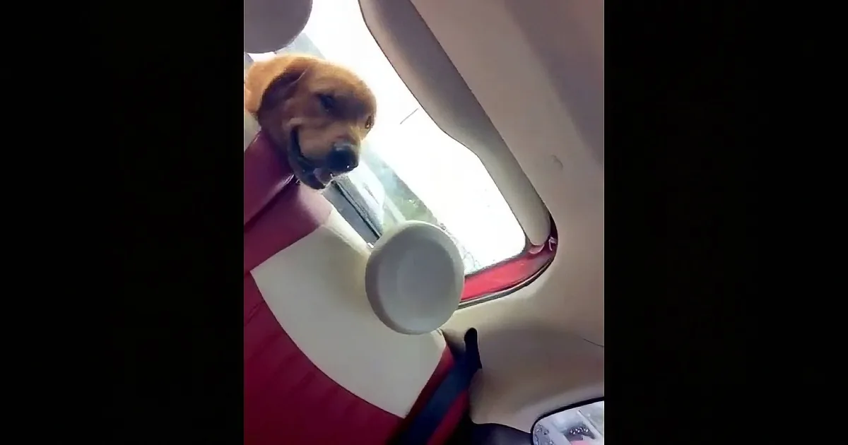 Young Lab Is Hanging out in Back Seat of Car. I Was Shocked at What Then Spooked Him.