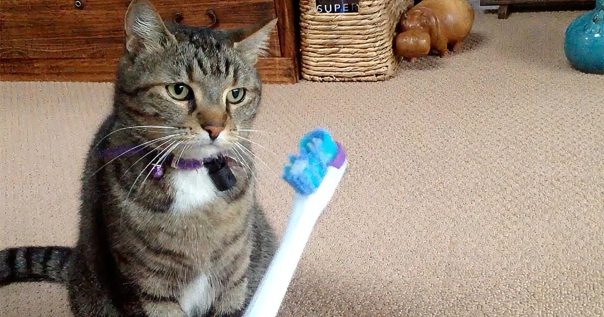 Mommy Shows Cat Her New Electric Toothbrush. His Reaction Made Me Fall out of My Chair.