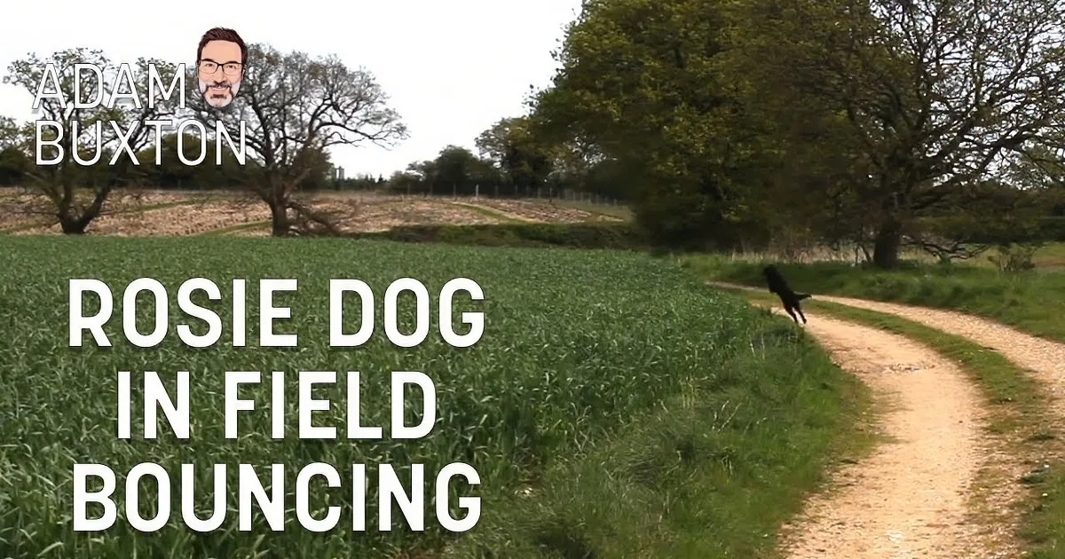 A black dog walks along a dirt path through a grassy field with trees in the background.