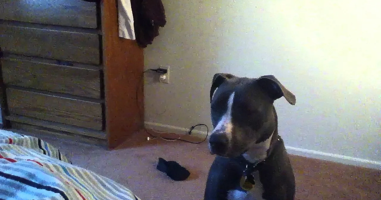 Pit Bull Wakes Parents up at Crack of Dawn. Their ''Conversation'' Cracked Me Up.
